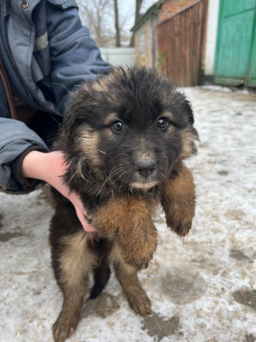 Віддам в добрі руки метиси німецької вівчарки