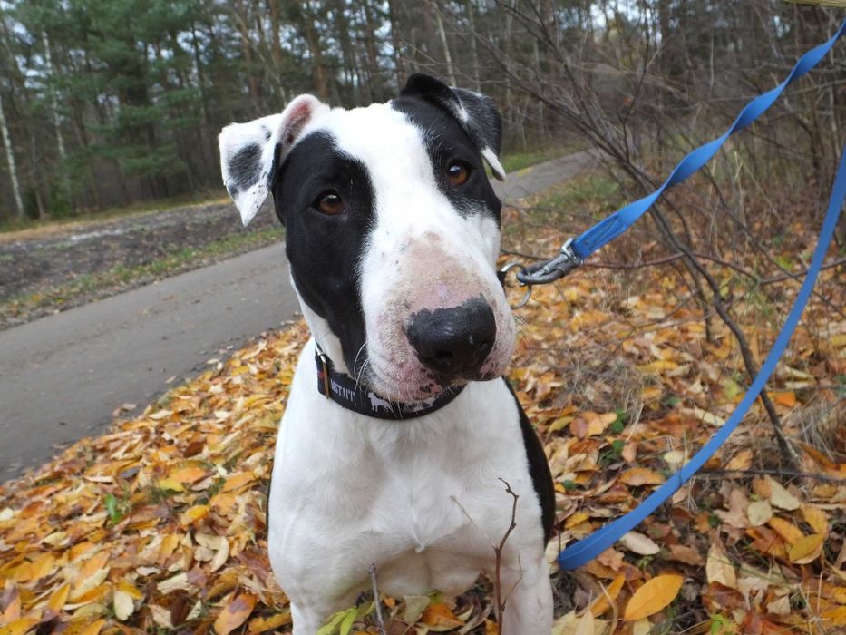 Do adopcji Cherry, suczka w typie bullterriera, TTB Poznań