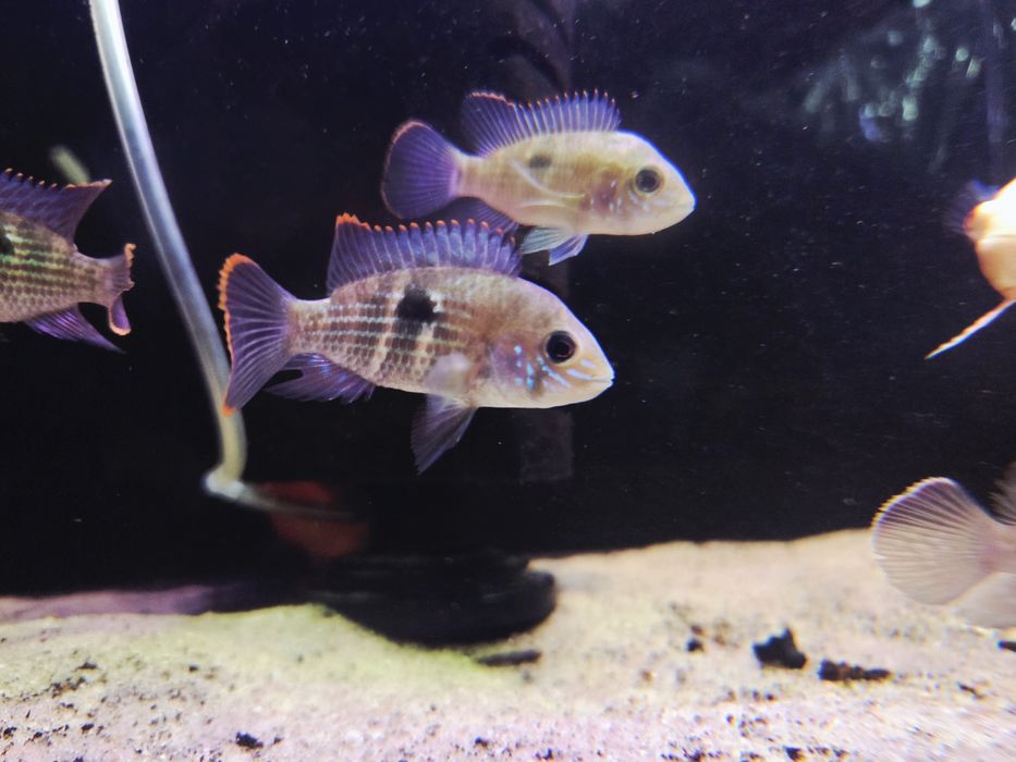 Akara pomaranczowopletwa