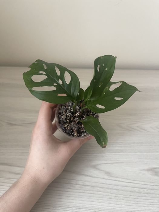 Монстера адансоні