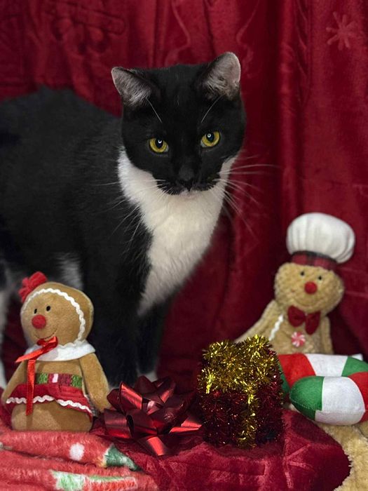 Batman i Shakira - idealny dwupak-ktoś pokocha?