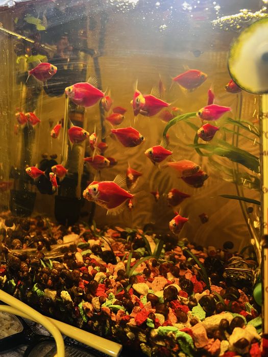 Распродажа рыбок!  Скалярия и Теренция