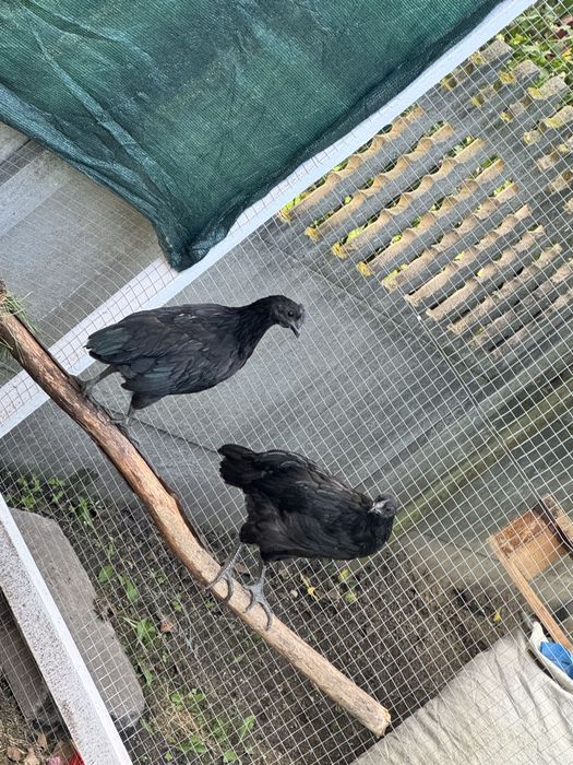Ayam cemani sprzedam lub zamnienie na silki