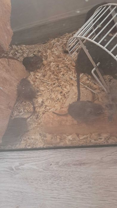 Sprzedam Koszatniczki