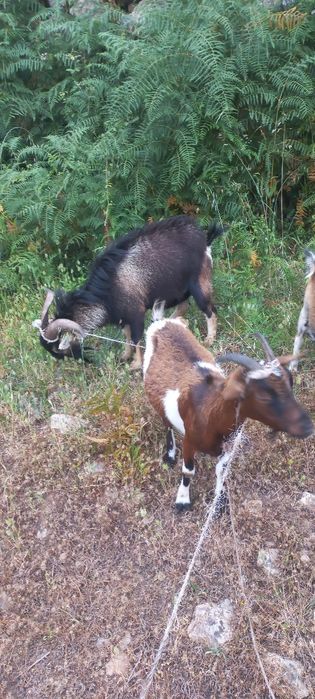 Casal cabras anãs
