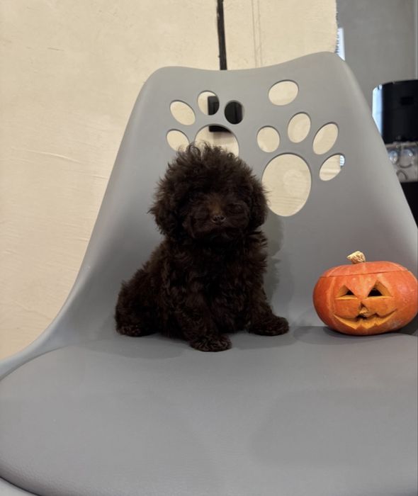 Дівчинка Той пуделя