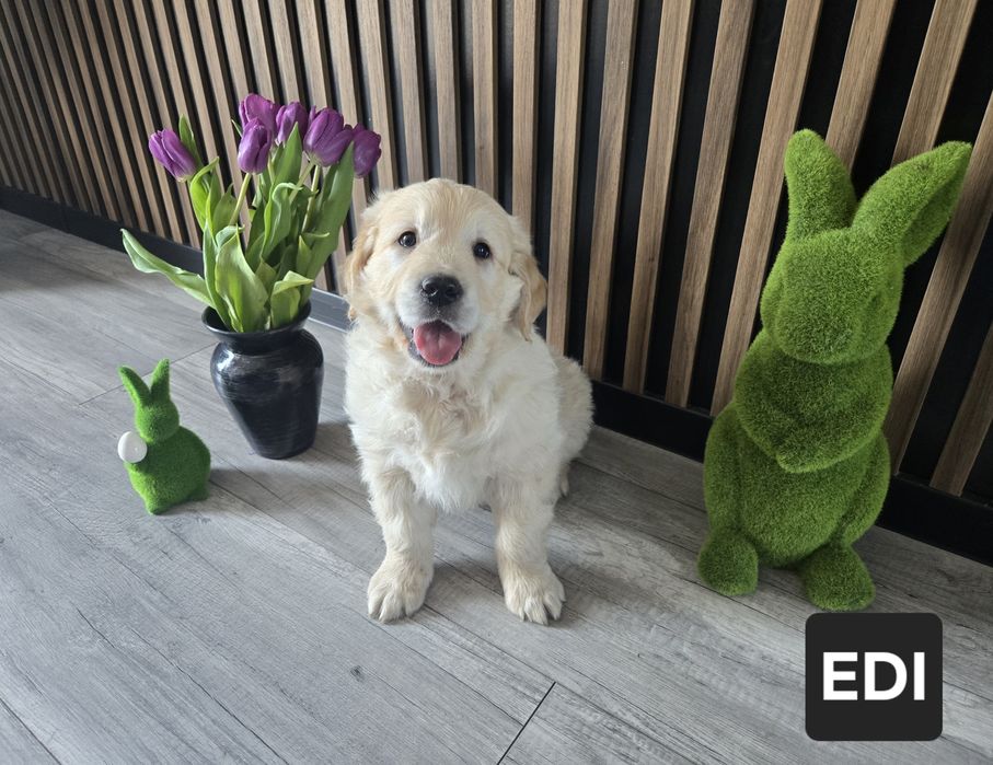 **Golden Retriever** Pies EDI**