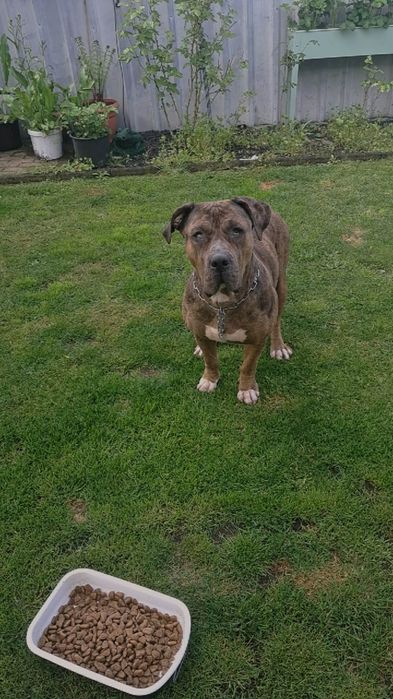 American bully xl