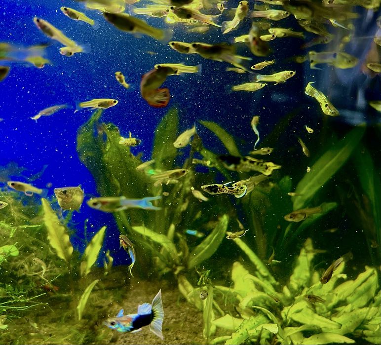 Gupiki mix kolorowe zdrowe