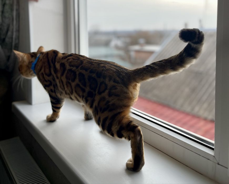Кошеня (бенгальський хлопчик)