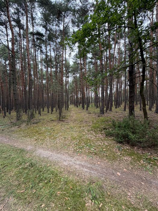 Działka leśna o pow. 0,42 ha - Widok 5