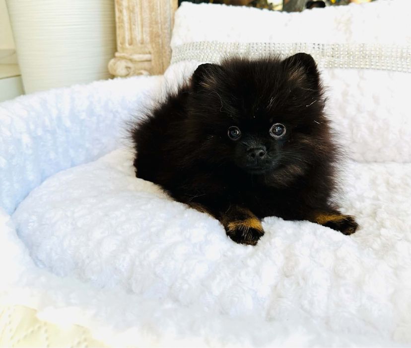 Szpic miniaturowy pomeranian