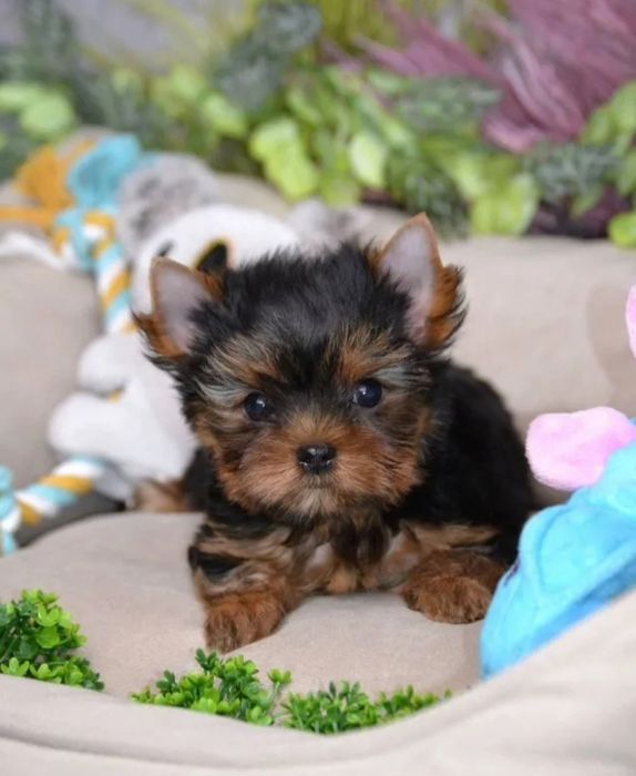 Лялькові малюки бебі