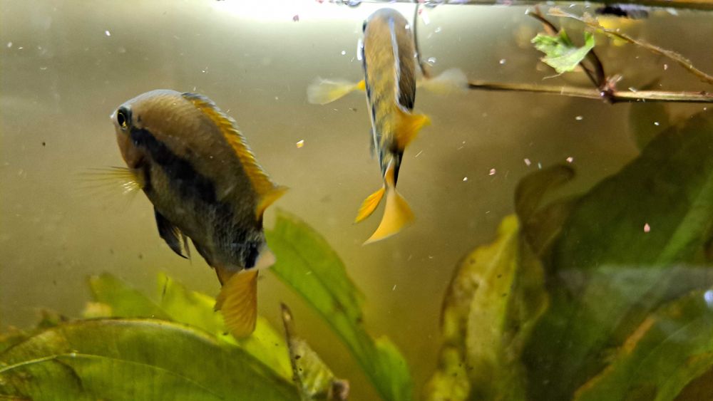 Pielęgnice miodowe - dorosłe