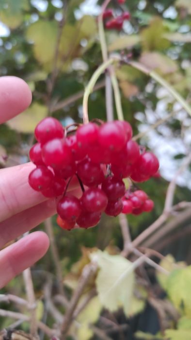 Кущ     калини  продам