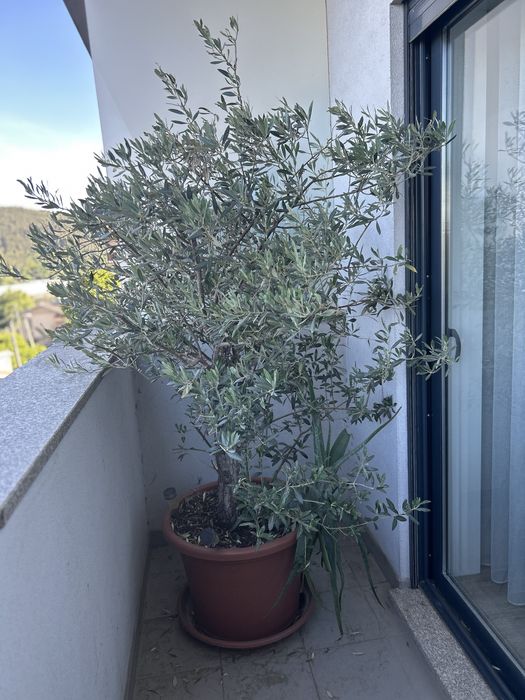 Vendo Oliveira 190cm
