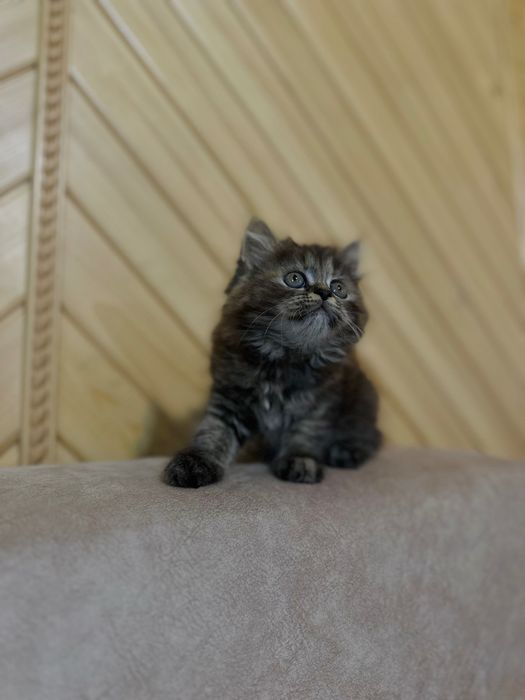 Продам котеня (дівчинку ) шотландське