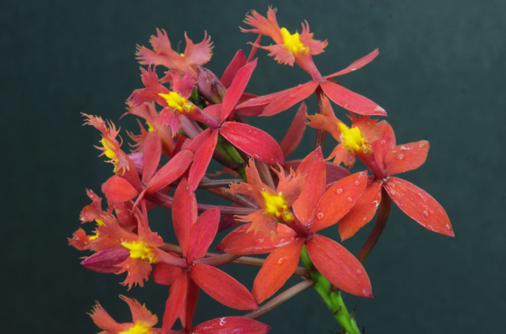 Orquídea crucifixo vermelho
