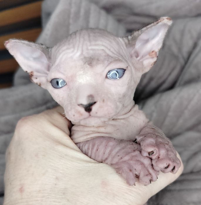 Sfinks Kanadyjski, kocurek