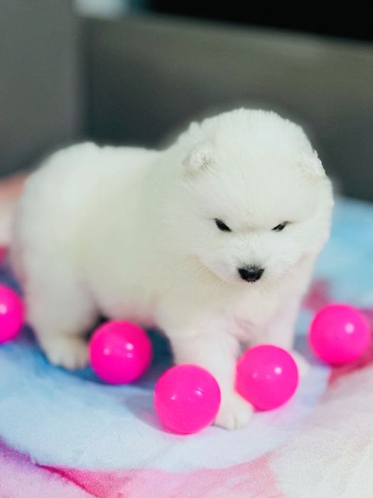 Wybitny piesek samoyed z rodowodem ZKwP FCI