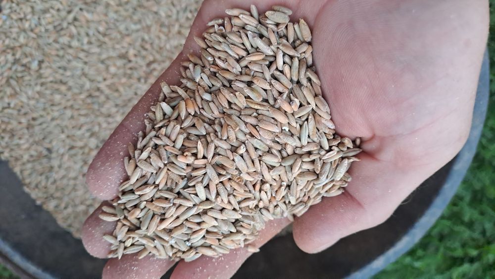 Żyto Dankowski hydr