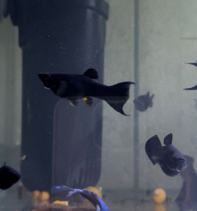 Продам моллінезію, меченосців