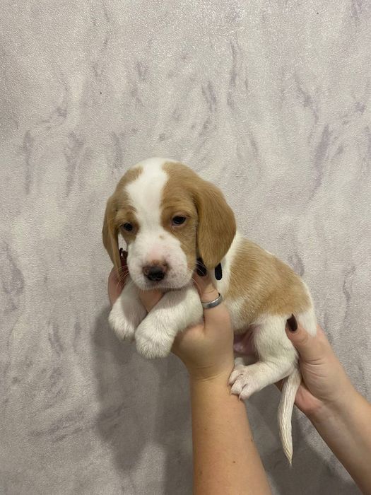 Продам цуценя породи Бігель