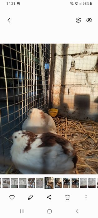 Jaja lęgowe przepiórki celadon