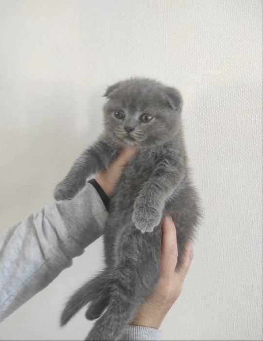 Scottish fold com 2 meses