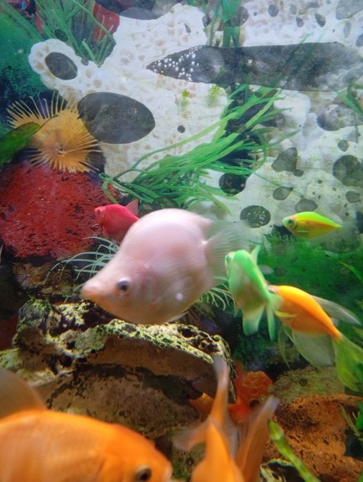 Продам рибки акваріумні