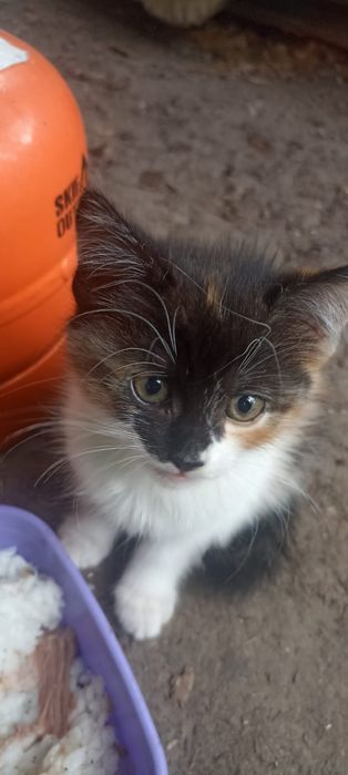 Котята ищут дом и семью
