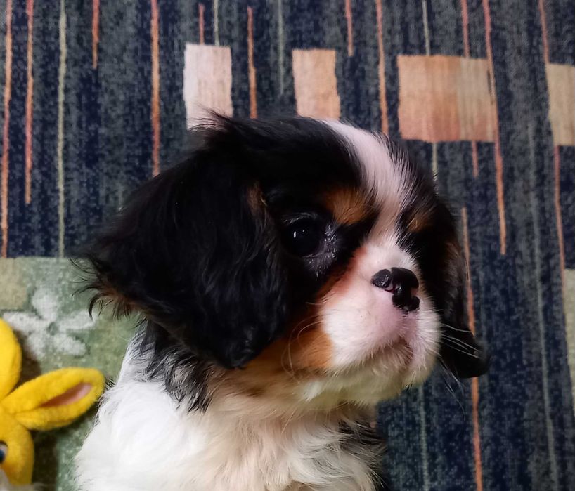 Кавалер кінг чарльз спаніель