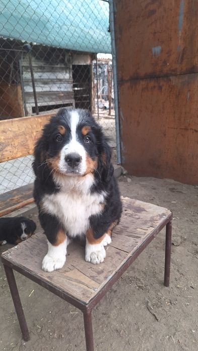 Продам цуценят Бернського Зенненхунда