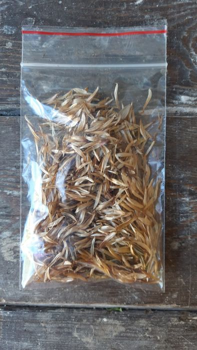 Продам насіння різнокольорових майорів