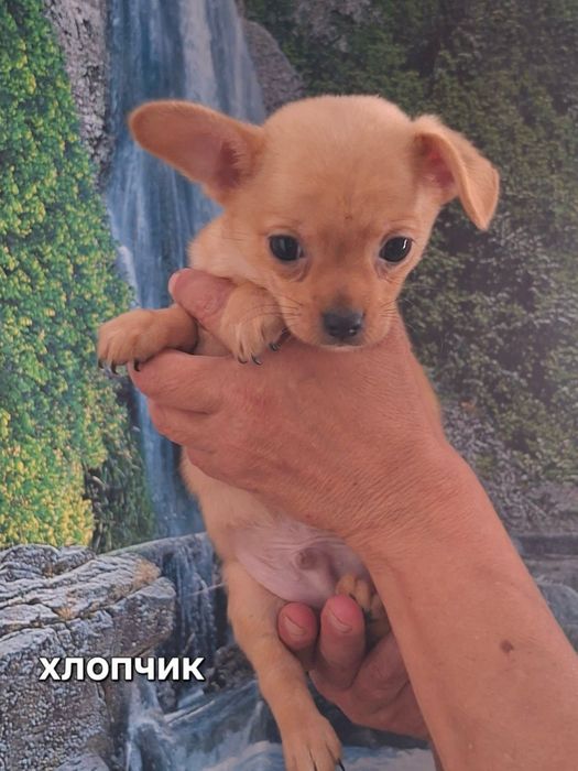 Продам чихуахуа