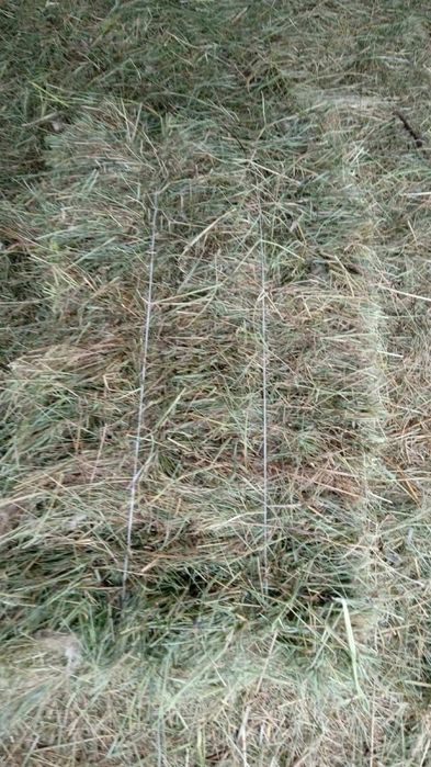 Продається сіно в квадратних тюках є у великих кількостях