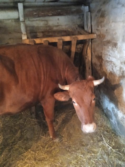 Продам теличку тільну