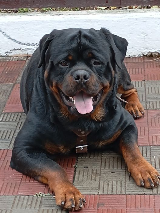 Пропоную на вязку ротвелера