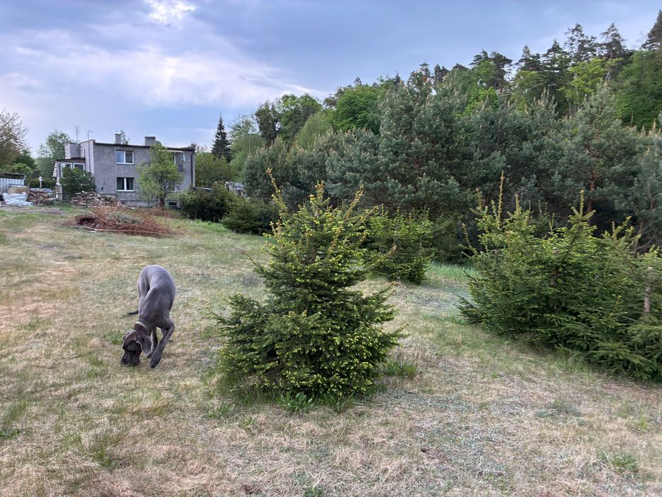 Działki budowlane 1000–1300 m².  Cisza + zieleń Kolonia Ostrowicka - Więcej