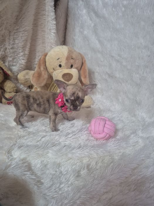 Chihuahua Femea De Bolso Lop Criadora Registada PT 3088 FL