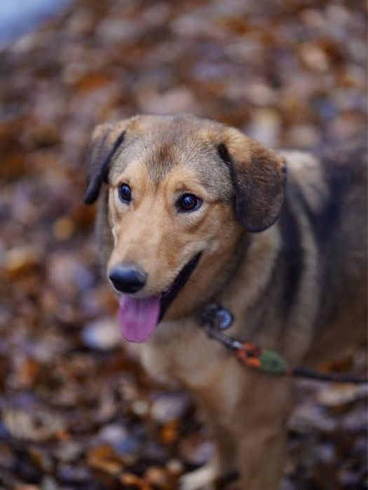 Собака 1,5 роки , дівчинка у добрі руки