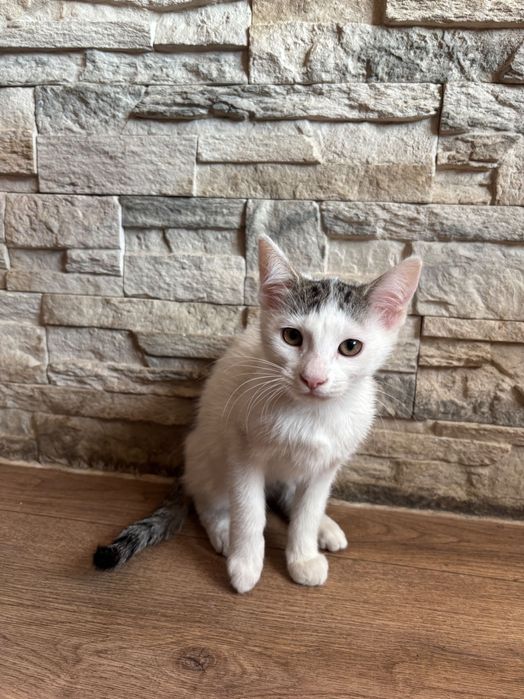 Oddam kotkę w dobre miejsce