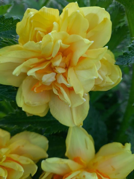 Нарциссы , тюльпаны