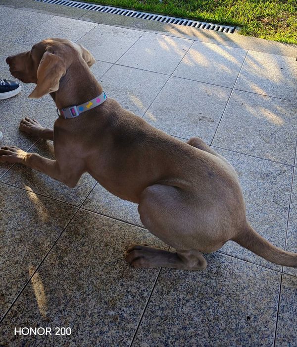 Cão  Braço de Weimar cinza