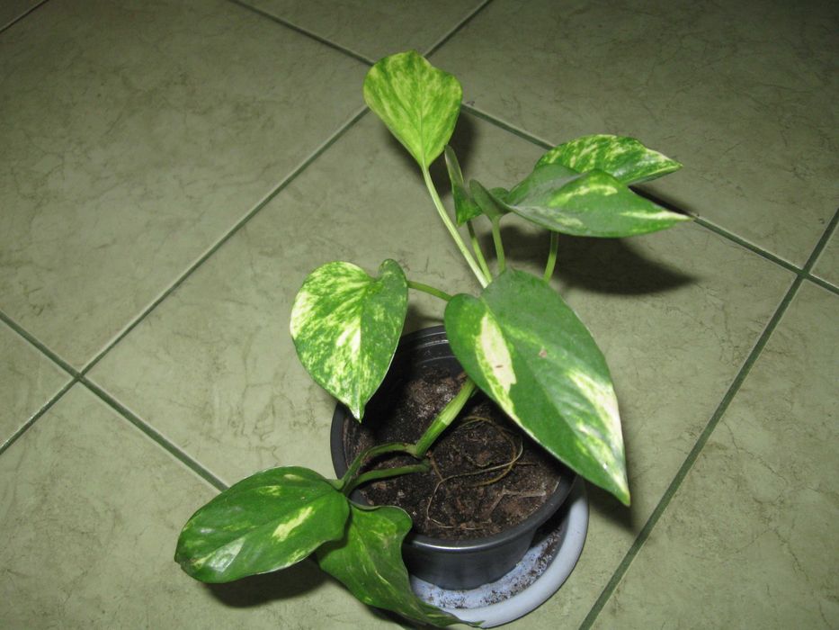 Kwiat Epipremnum Aureum.