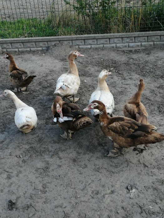 Kaczki i kaczory z tego roku.