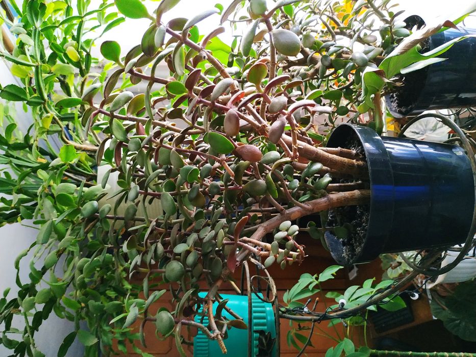 Продам вазони