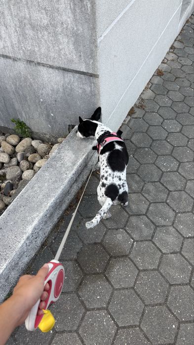 DOG WALKING & PET SITTING | Vilamoura, Quarteira, Boliqueime, Almancil, Quinta do Lago e Vale do Lobo