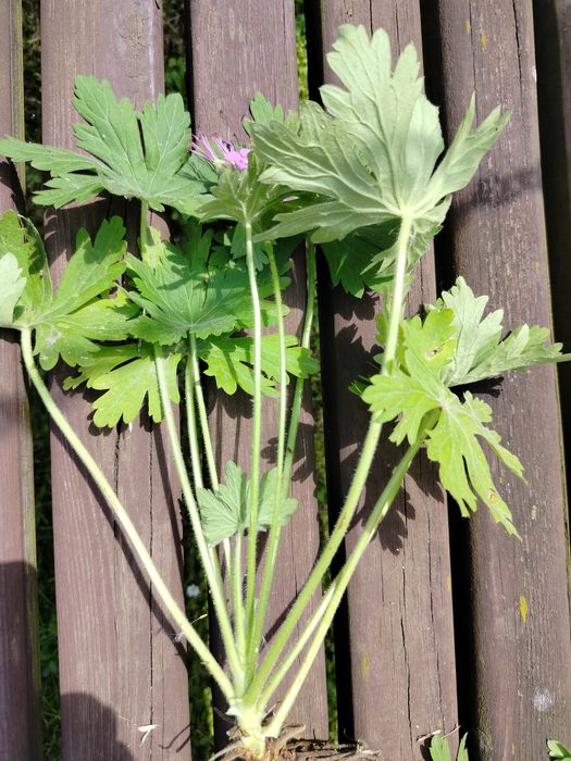 Bodziszek geranium bodziszki ogrodowe