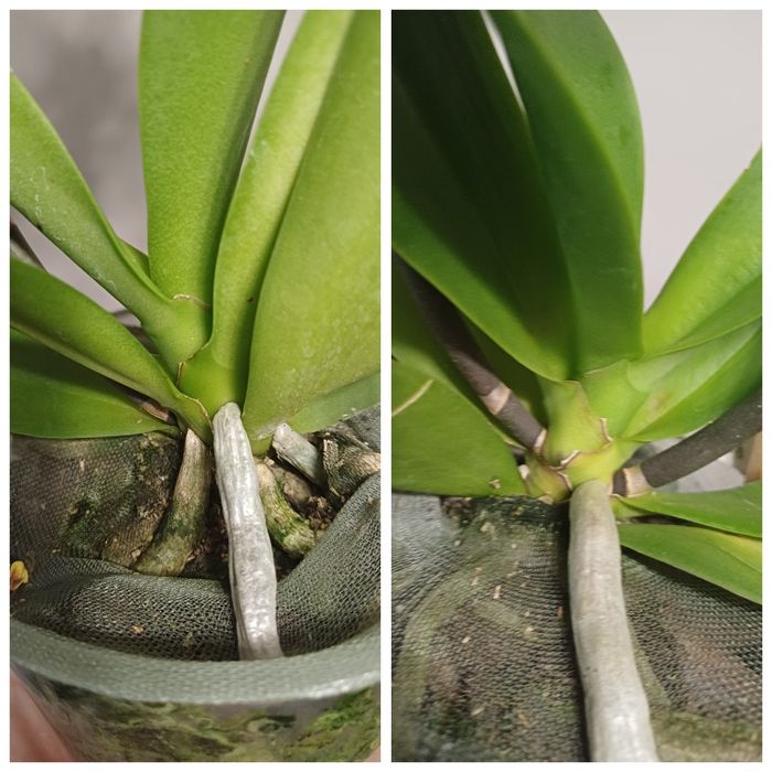 Орхідея метелик Грація